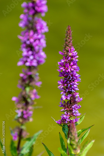 purple flowers on green background