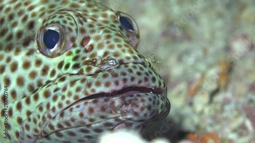 Cleaner shrimp cleaning greasy grouper fish at cleaning station. Red sea, Sudan