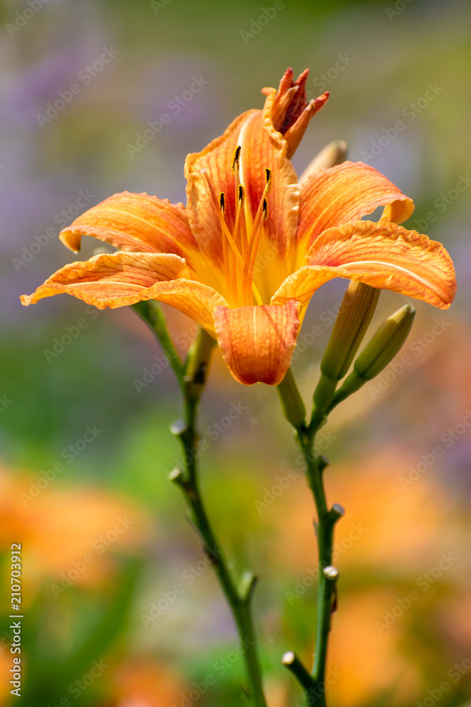 beautiful Hemerocallis fulva flower in summer time beautiful Hemerocallis fulva flower in summer time