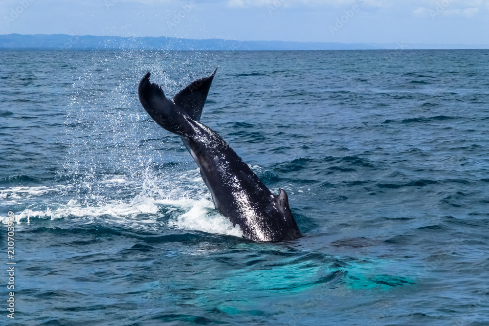 Fototapeta premium Caudal / tail fin on the Humpback whale making a big splash. Dominican Republic.