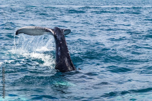 Caudal / tail fin on the Humpback whale making a big splash. Dominican Republic. Copy space