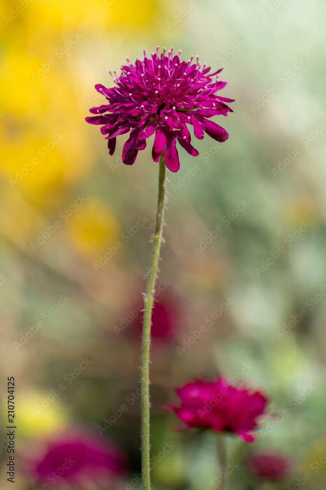Fototapeta premium flower in the field