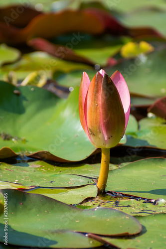 beautiful waterlilly flower in summer time