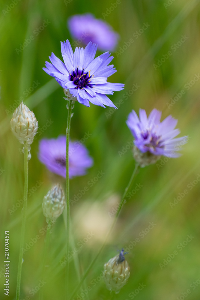 beautiful Cichorium Intybus flowers in summer time beautiful Cichorium Intybus flowers in summer time