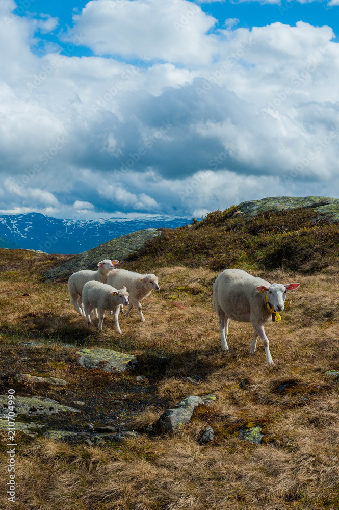 Obraz premium Sheep family