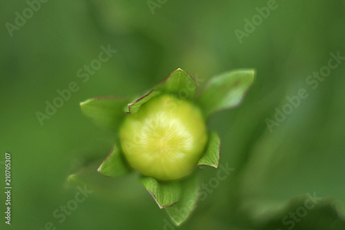 A Bud Of A Flower Ready To Blossom Soon