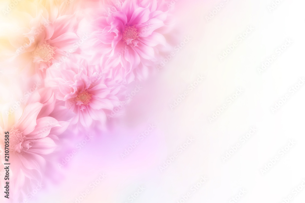 soft romance dahlia flower in sweet pastel tone background for valentine and wedding card 
