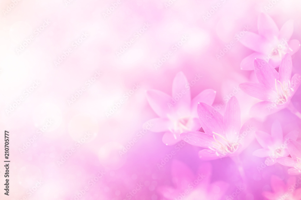 soft rain lilly  flower in pink pastel tone sweet background  - obrazy, fototapety, plakaty 