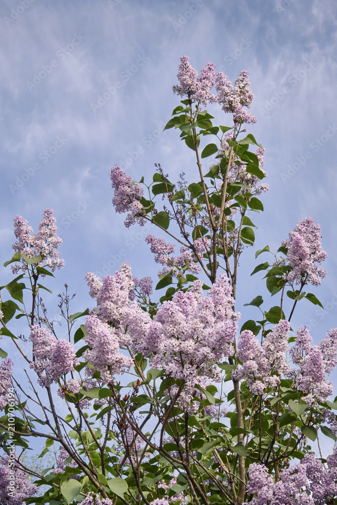 Bright lilac flowers with blue sky as background Bright lilac flowers with blue sky as background