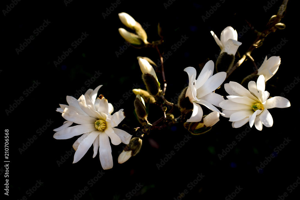 beautiful magnolia flower in spring time beautiful magnolia flower in spring time