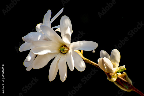 beautiful magnolia flower in spring time