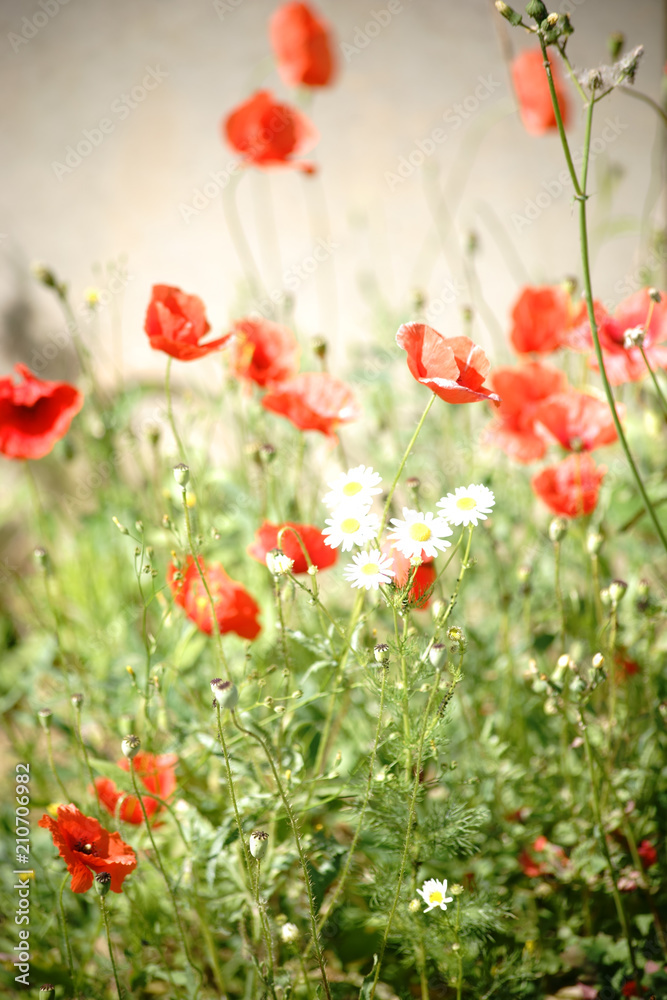 Obraz premium Leuchtend rote Mohnblüten / Durch Sonneneinstrahlung stark rot leuchtende Mohnblüte und weiße Gänseblümchen am Rand einer Mauer.