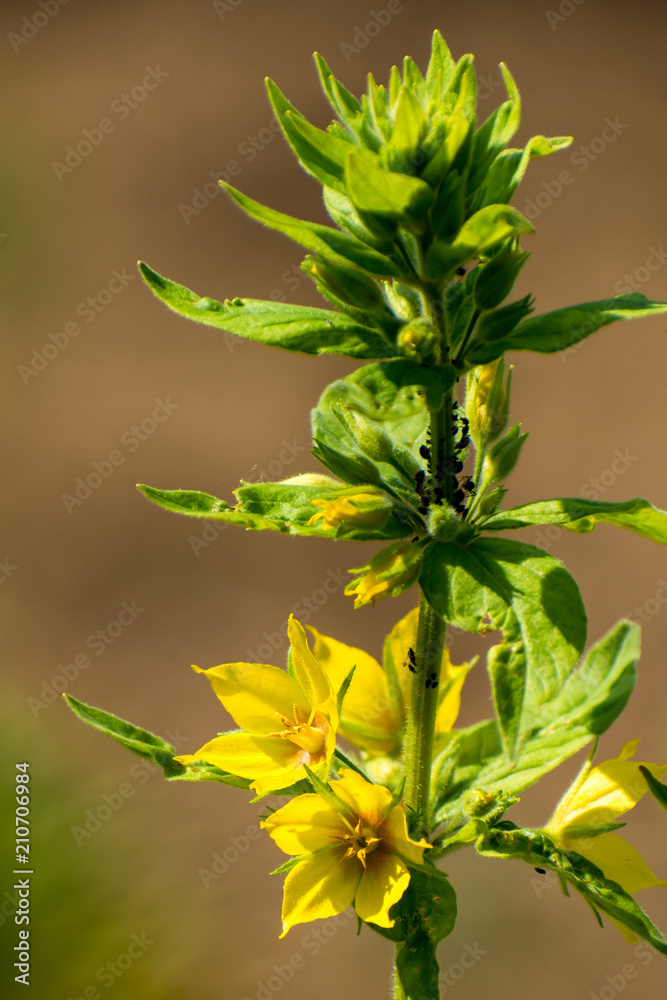 Fototapeta premium beautiful echium flowers in summer time