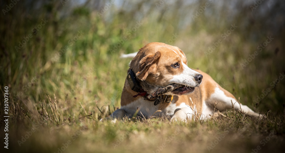 The Beagle The Beagle