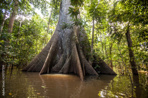 A Sumauma tree (Ceiba pentandra) with  more than 40 meters of height, flooded by the waters of  Negro river in the Amazon rainforest.