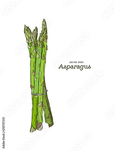 Hand drawn asparagus isolated. Template for your design works. Engraved style vector illustration.