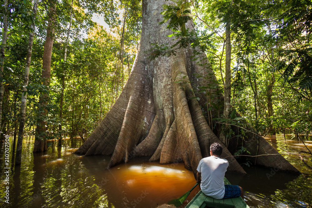 Foto Stock A man in a canoe in front a Sumauma tree (Ceiba pentandra) with  more than 40 meters of height, flooded by the waters of Negro river in the  Amazon rainforest.