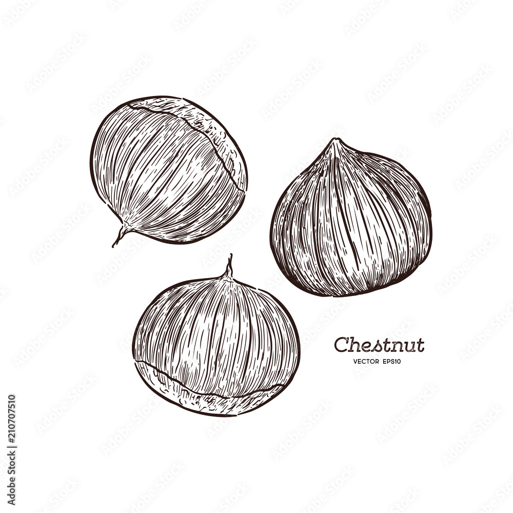 Chestnut illustration, drawing, engraving, ink, line art, vector Stock ...