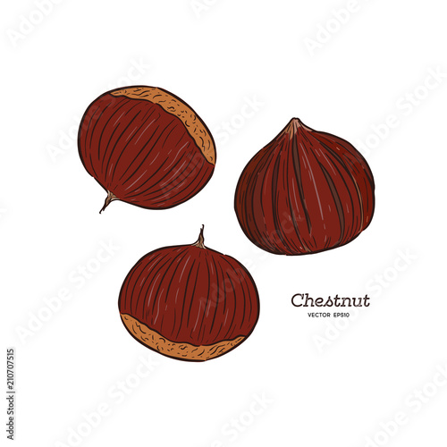 Chestnut illustration, drawing, engraving, ink, line art, vector