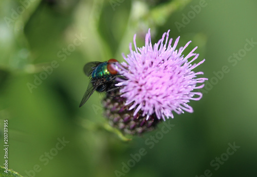 common greenbottle fly (Lucilia caesar) sitting on a flower