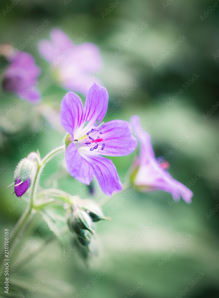 Close up image from wild flower geranium at summer evening in Finland