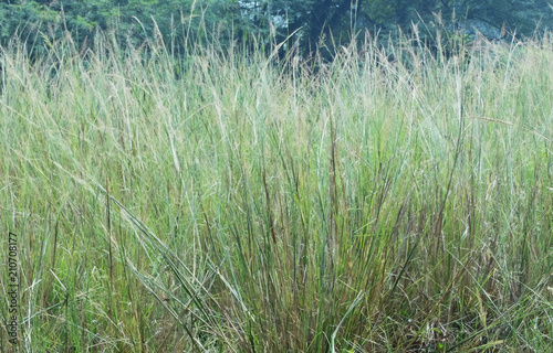  Indian grass Sorghastrum nutans beautiful green nature background