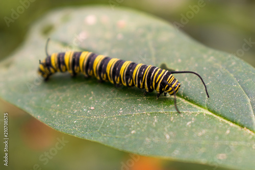 caterpillar on leaf © Radu
