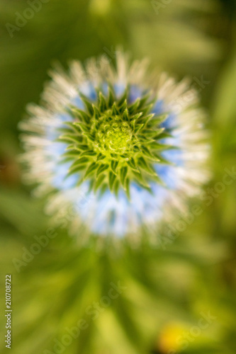 dandelion on green background