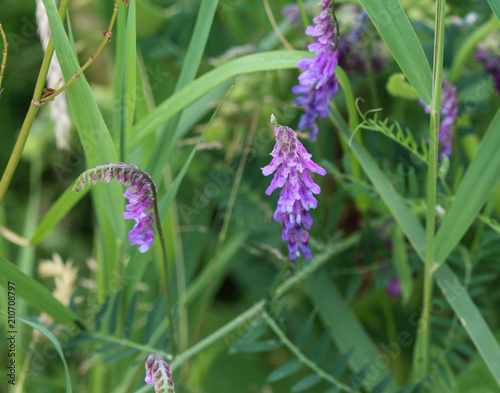  Vicia cracca commonly called tufted vetch, bird or blue vetch and boreal vetch, blooming in spring © Michael Meijer