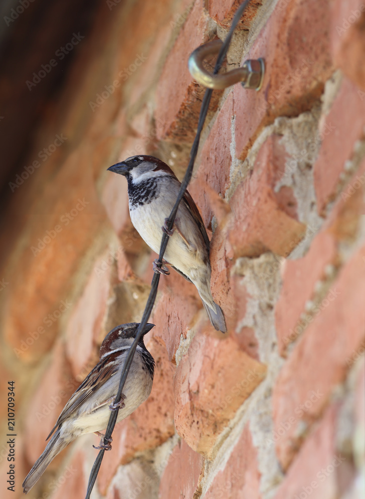 Fototapeta premium Sparrows sitting on a wire attached to a red wall. One looks into the wall, the other turned his back on her...