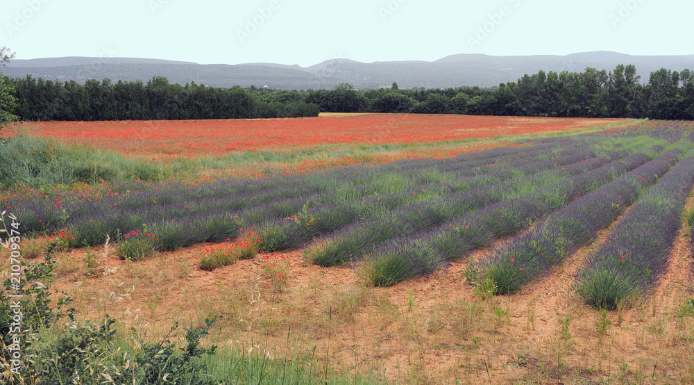 blühender Lavendel in der Provence – zwischen Klatschmohn-  und Getreidefeldern
