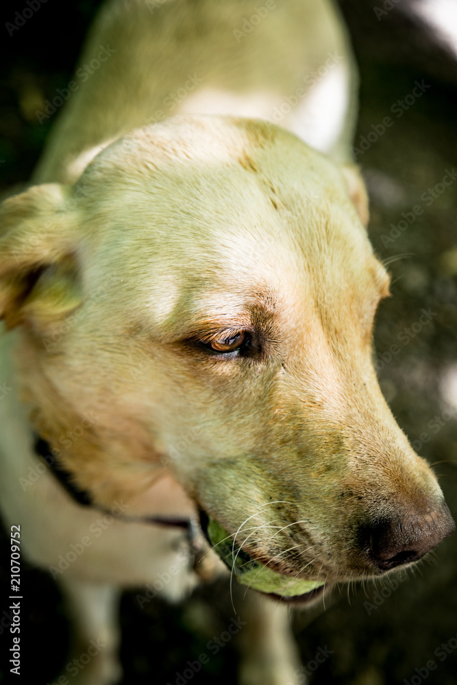 Obraz premium The Golden Labrador