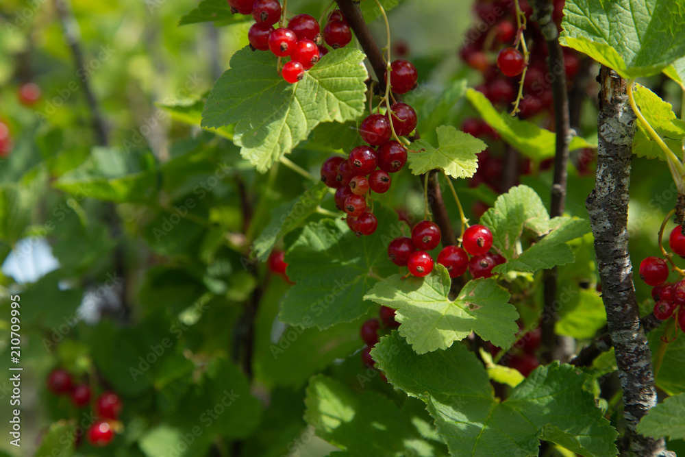 Fototapeta premium Bush of red currant berries in a garden