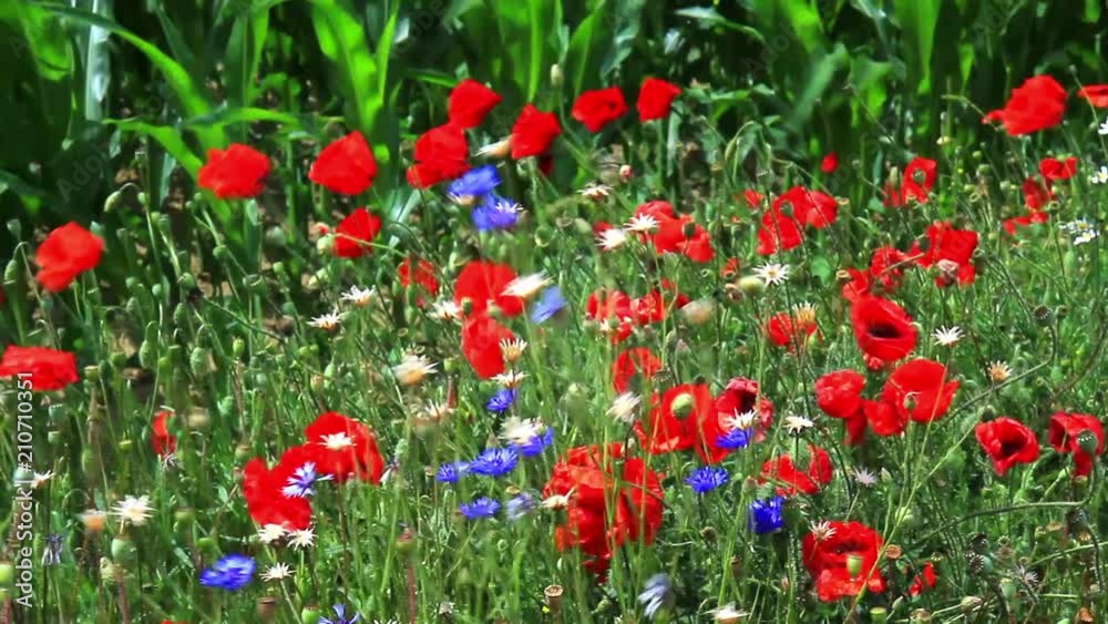 Flowers in the field in Belgian countryside.