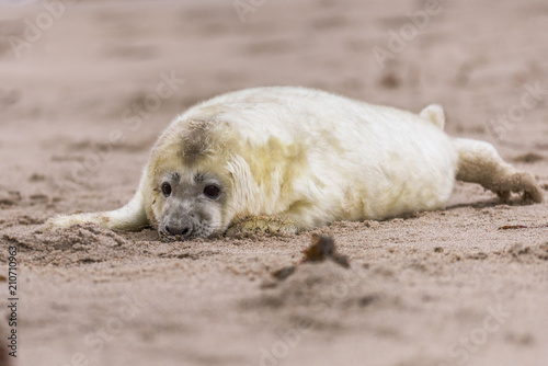 Atlantic Grey Seal Pup on Sandy Beach/Atlantic Grey Seal Pup/Atlantic Grey Seal Pup (Halichoerus Grypus)