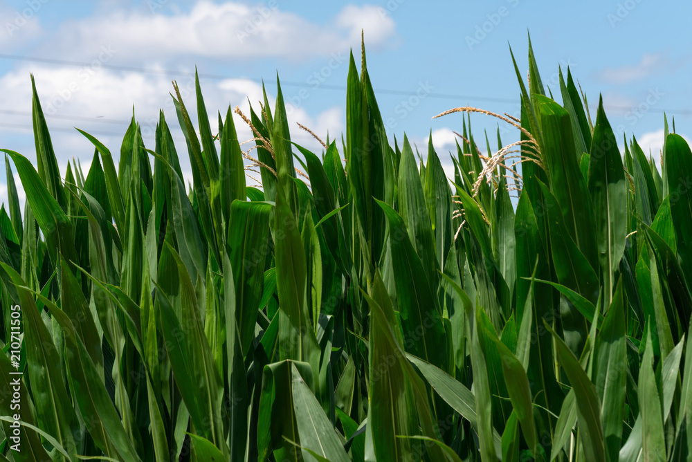 Fototapeta premium Corn field with stone cross