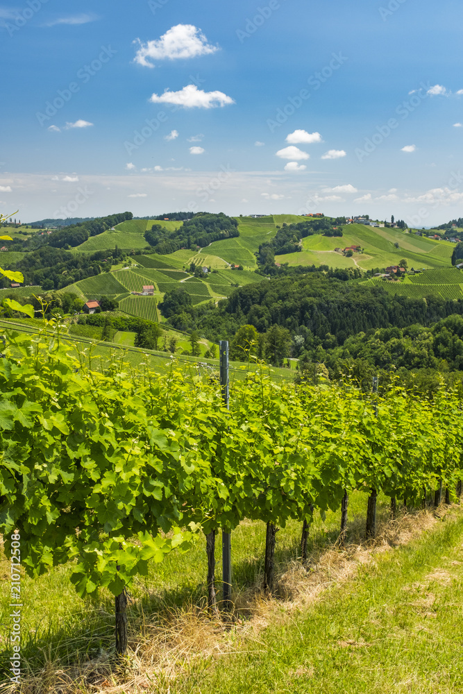 View from vineyard to hills of south styrian wine route