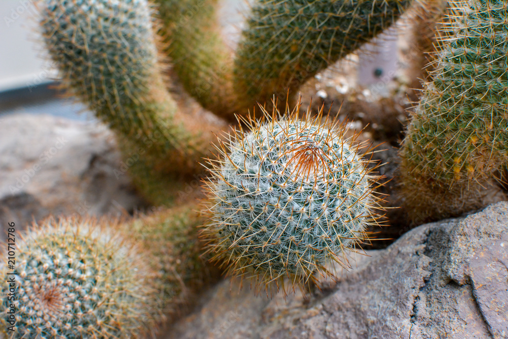 Closeup of cactus thorns Closeup of cactus thorns