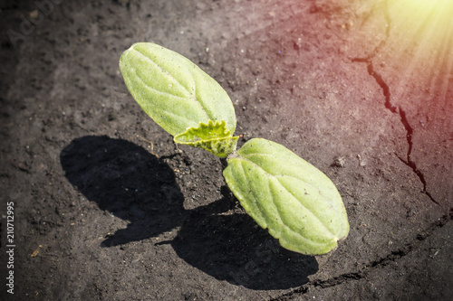 Macro of tiny cucumber seedling growing on organic soil, very first braird of vegetable at spring