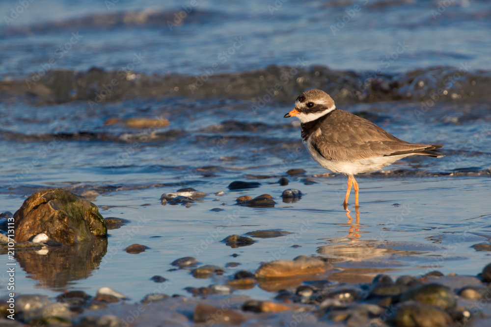 Sandregenpfeifer (Charadrius hiaticula) Sandregenpfeifer (Charadrius hiaticula)