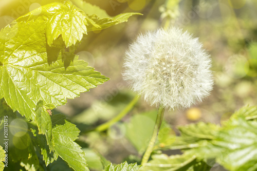 Fototapeta Naklejka Na Ścianę i Meble -  White fluffy dandelion in the green grass in the soft rays of the sun
