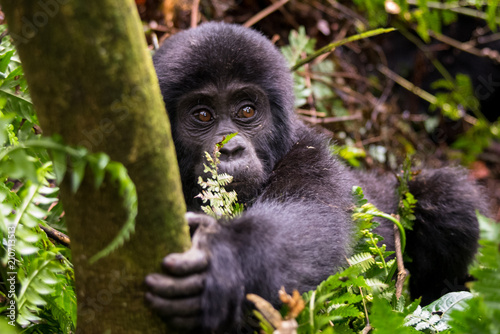 Photography Mountain gorilla in the jungles of Rwanda, Africa