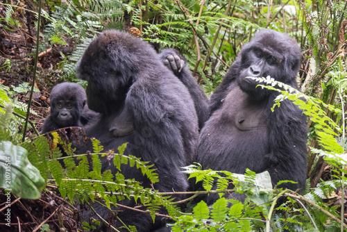 Photography Mountain gorilla in the jungles of Rwanda, Africa