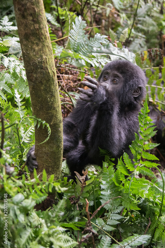 Mountain gorilla in the jungles of Rwanda, Africa