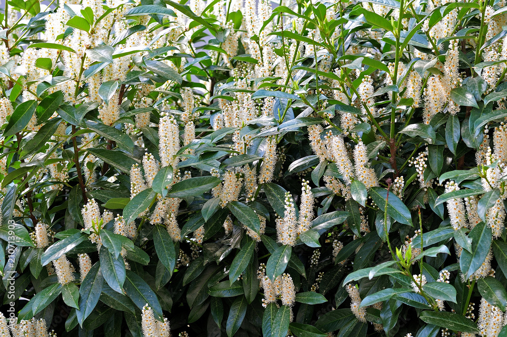 cherry laurel bush in bloom