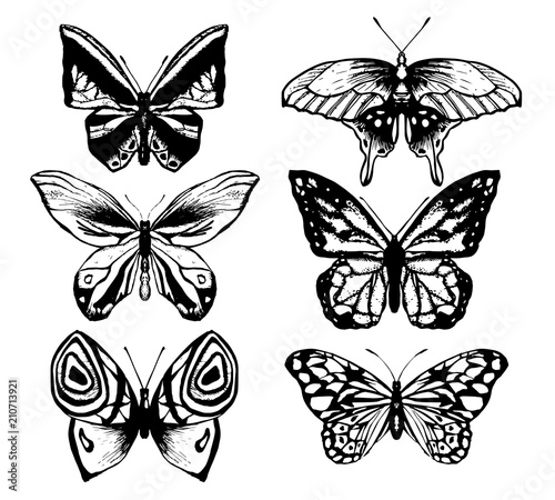 Collection of butterfly or wild moths insects.