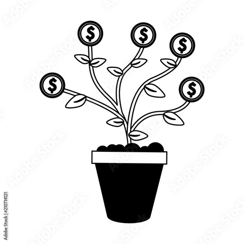 Money plant in pot vector illustration graphic design