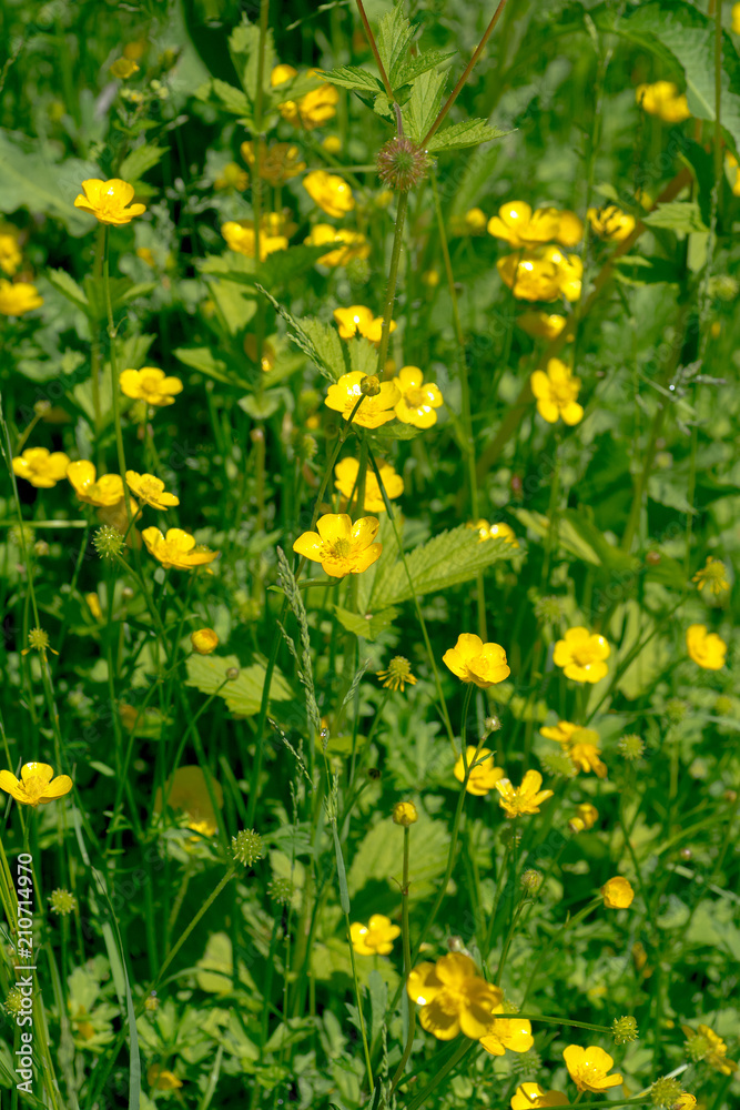 Fototapeta premium yellow flowers on a green leaf background