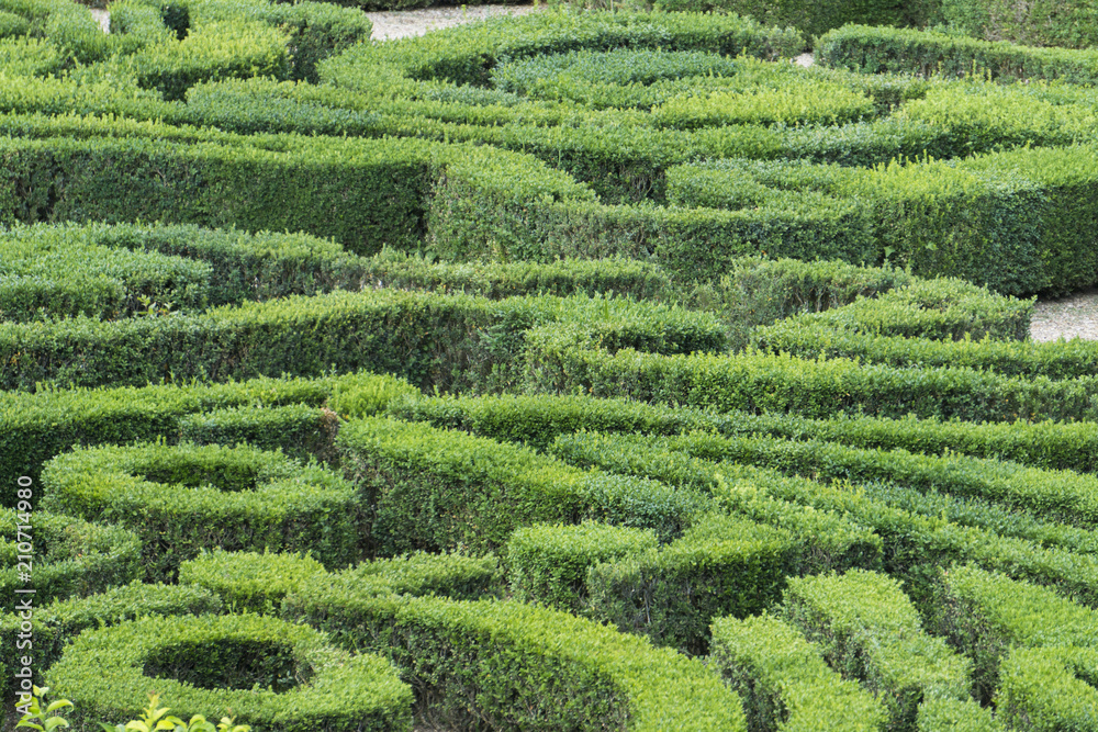 Ornamental maze made from hedges