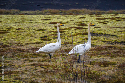 Fototapeta Naklejka Na Ścianę i Meble -  White swans in Iceland